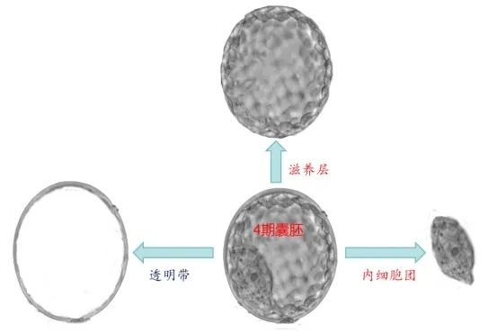 胚胎质量好不好，看这三个指标就知道！