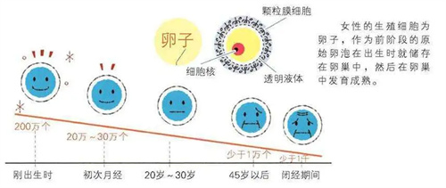 卵泡成熟黄金期，紧紧抓住这3点，差生或能变优生！