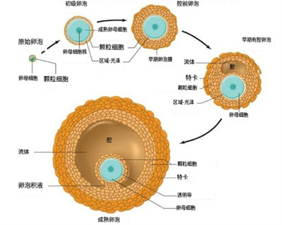 卵泡成熟黄金期，紧紧抓住这3点，差生或能变优生！