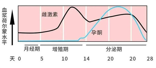 试管周期中，雌激素这么重要，那我得多补补？