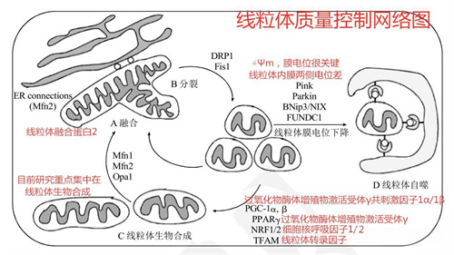 辅酶、PQQ养卵？！不懂这4点，交的全是智商税！