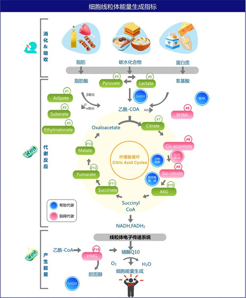 辅酶、PQQ养卵？！不懂这4点，交的全是智商税！