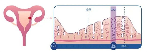 移植前做好这项检查，活产率可提升3倍！