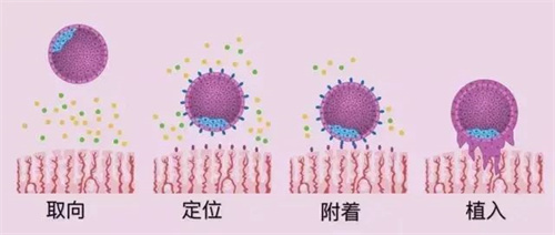 胎停总和免疫较劲儿？这个“真凶”可能还在逍遥法外！