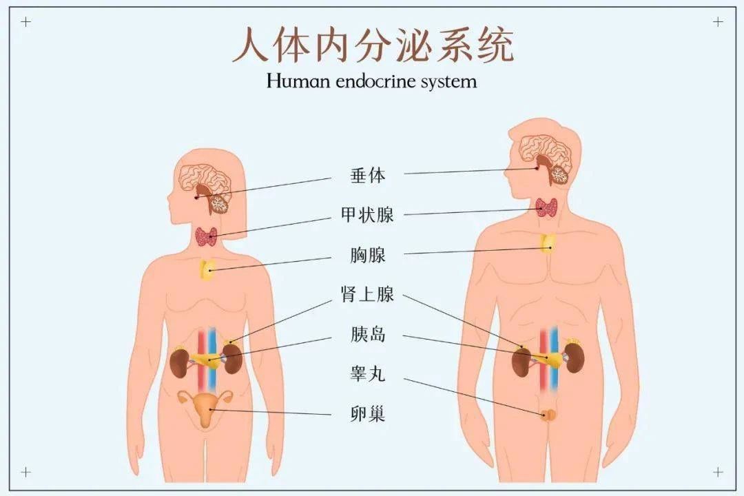 胎停和这个指标也有关，3个人就有2个中招！