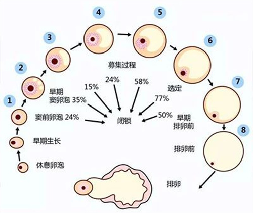 胎停和这个指标也有关，3个人就有2个中招！