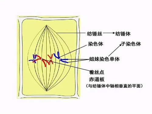 胎停和这个指标也有关，3个人就有2个中招！