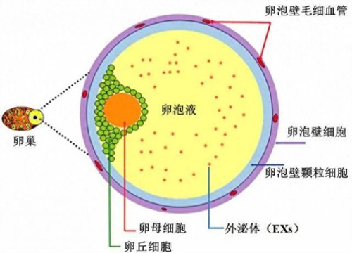 揭秘！卵泡液中暗藏着提高卵子质量的密码