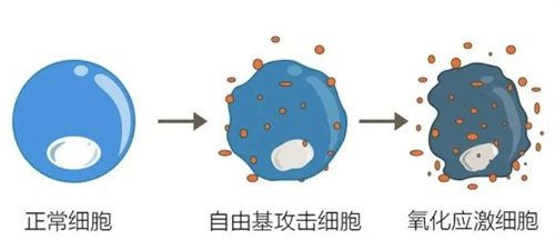 揭秘！卵泡液中暗藏着提高卵子质量的密码