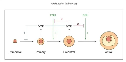 做试管婴儿前，想要提高AMH值，需改善这两点！