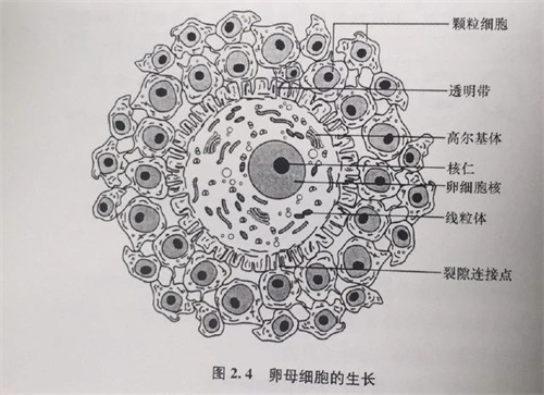 做试管婴儿前，想要提高AMH值，需改善这两点！