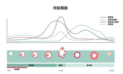 卵泡大又圆还是怀不上，有可能是因为它！