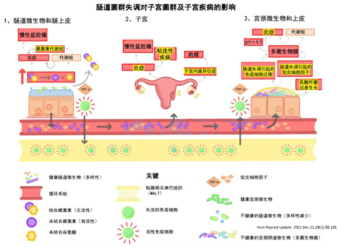 几乎所有宫腔内膜疾病都与它有关？！不解决这个问题，治疗效果都得打折扣！