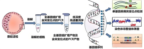 做试管婴儿，哪些阶段易出现白带增多的情况？