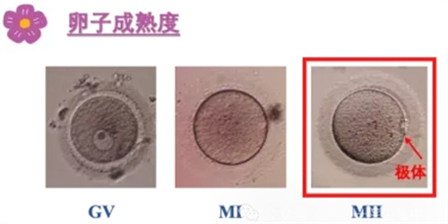 做试管婴儿为什么解冻后的胚胎还会掉等级？