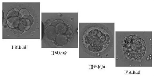 做试管婴儿为什么解冻后的胚胎还会掉等级？