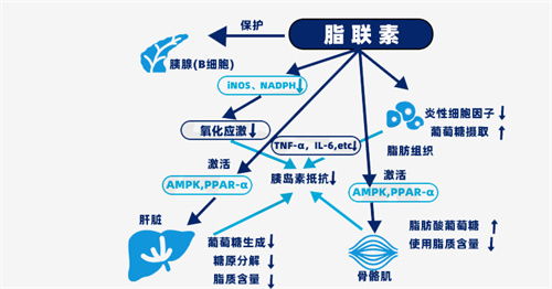 这个指标比“体重”更影响生育力？！备孕姐妹千万注意，别走错了道儿！