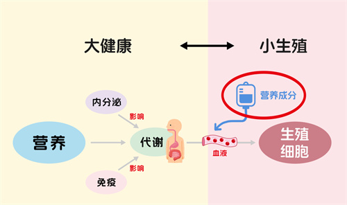 高龄做试管婴儿成功率低？破局关键就在这个激素！