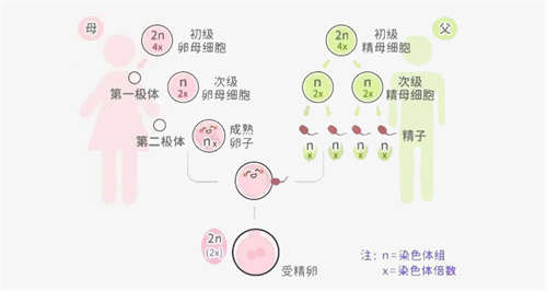 大龄夫妻胚胎质量差？原因找到了！4个方面精准干预，试管成功上岸！