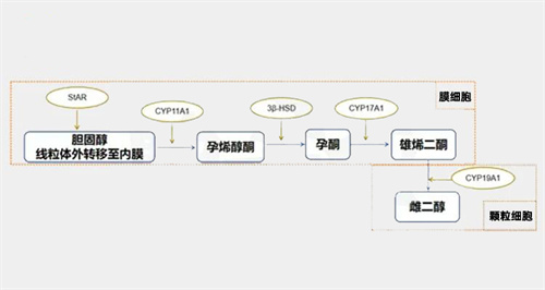 做试管就能躺平？！No，生殖顶刊揭示，这些问题必须自己解决！不然试管也踩坑！