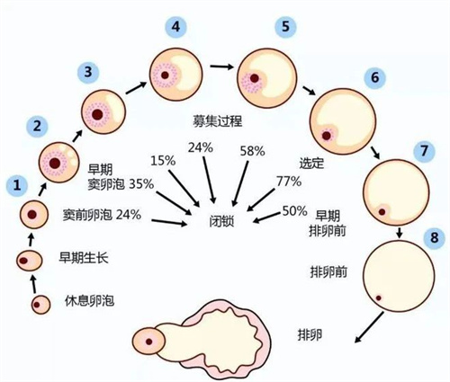 想要好孕，B超监测排卵不可不知道的细节！