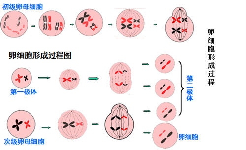 胚染异常无计可施？重磅文献提示解决方案！