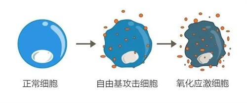 养卵第一步，减少过度氧化带来的伤害！