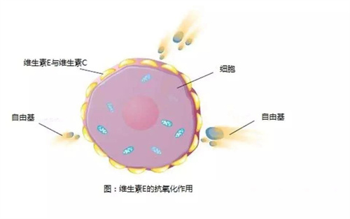 养卵第一步，减少过度氧化带来的伤害！