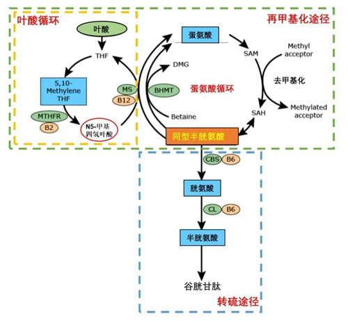 检查正常却久备不孕，可能是因为这个指标偏高！