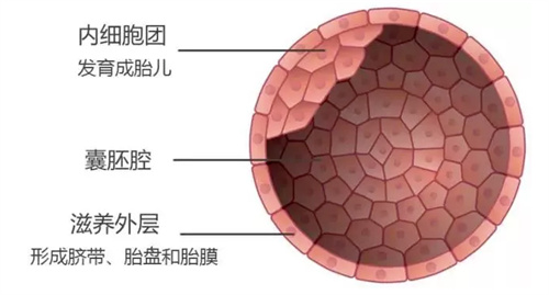 做三代试管，移植“嵌合体”胚胎会怎么样？