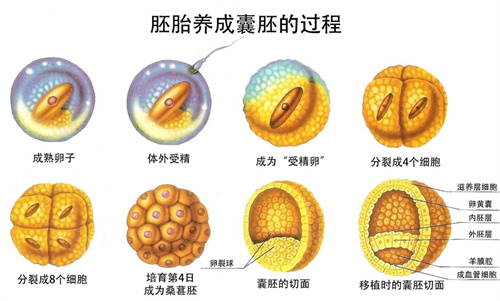 为什么建议高龄不孕女性做三代试管？高龄生育可能会面临这些问题