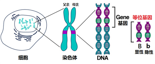 《Nature》揭秘：携致病基因或无症状，试管婴儿技术预防遗传病代际传播！