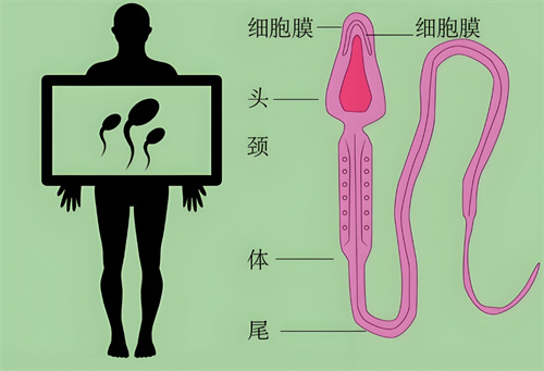 男性的尿酸高不仅影响身体健康，还会引发不育症的问题吗？