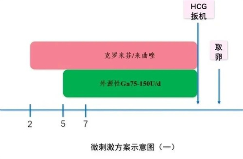 试管促排微刺激方案，一文教您了解清楚！