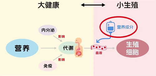 这项试管新技术真的能解决大龄卵少的难题？