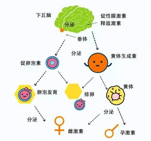 做试管婴儿的促排会使人变胖？真相真的是如此吗？