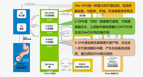 卵泡长不大，宫腔问题多？！根源不是雌激素高or低？“幕后推手”竟是它？