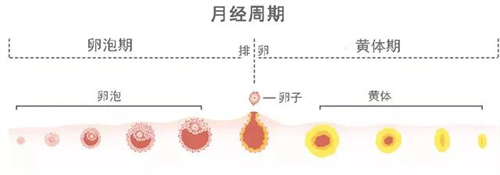 情人节，送你一份科学备孕指南！（内含福利）