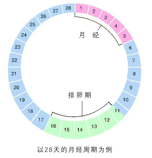 情人节，送你一份科学备孕指南！