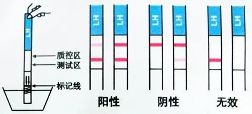 情人节，送你一份科学备孕指南！