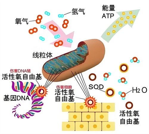 辅酶Q10吃了无效？99%你错在了第一步！高效养卵必看！