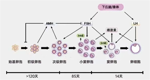 大龄女性破天荒养成囊胚？！这个“高效养卵”的做法堪称经典！