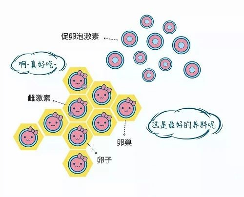 取卵少or无优胚？用这一招逆转局势！