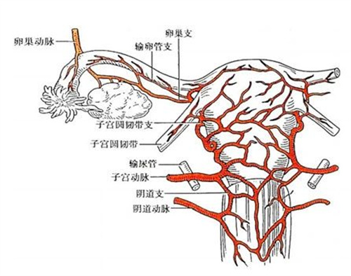 做试管婴儿在胚胎移植前，不妨先了解子宫内膜容受性！