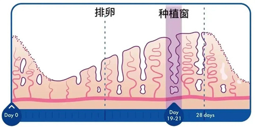 做试管婴儿在胚胎移植前，不妨先了解子宫内膜容受性！