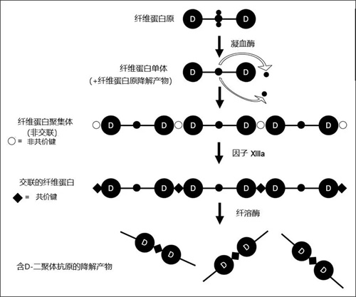 孕期D-二聚体升高真有那么可怕吗？