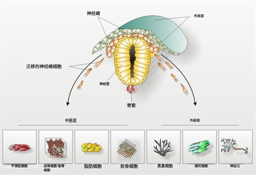 吃什么能生出更漂亮的宝宝？孕期补充蛋白质与宝宝颜值的关系