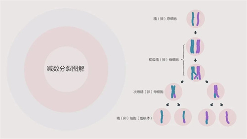 染色体异常的4个干预方向，看完这篇不再迷茫