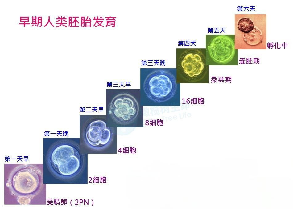 泰国试管婴儿成功率翻3倍(泰国试管婴儿成功率翻3倍是多少)-第1张图片-鲸幼网