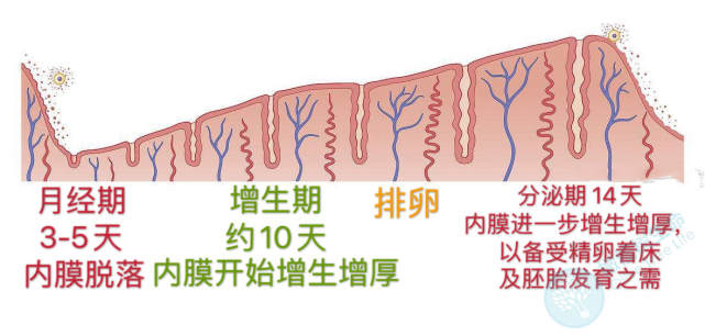 子宫内膜厚度变化图图片